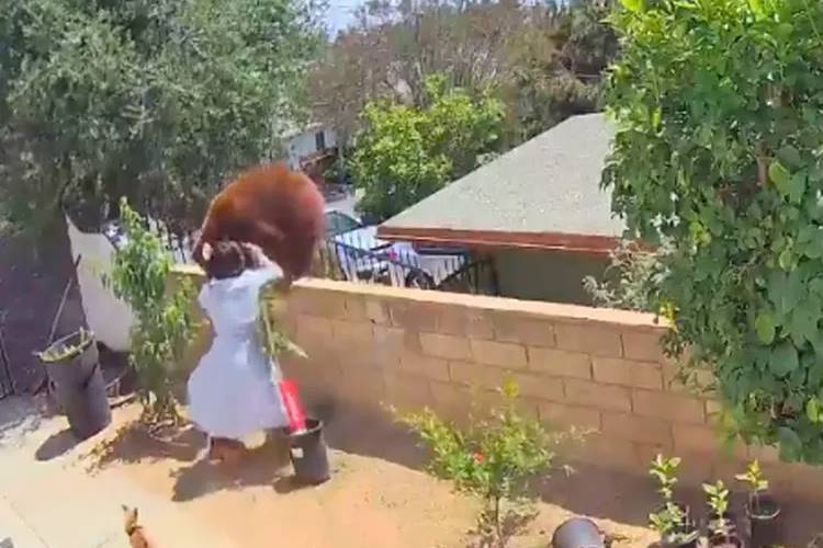 Jovem enfrenta urso para defender cachorro nos EUA